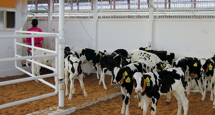 肉牛の肥育率向上ＩＣＴシステムの構築